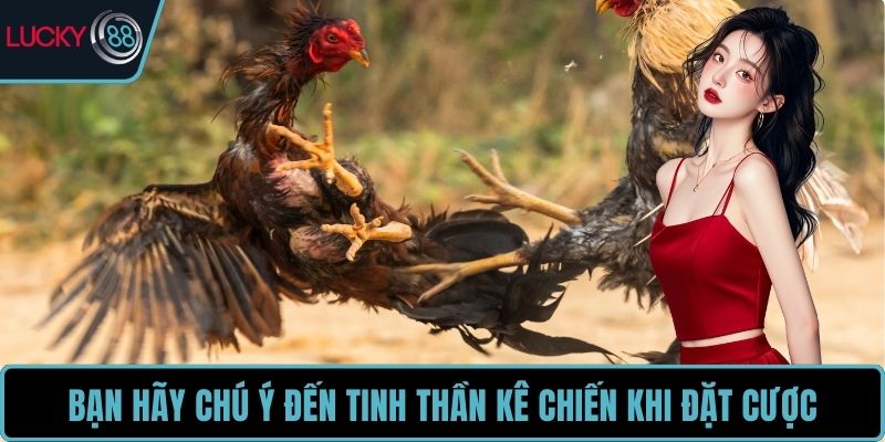 Bạn hãy chú ý đến tinh thần kê chiến khi đặt cược
