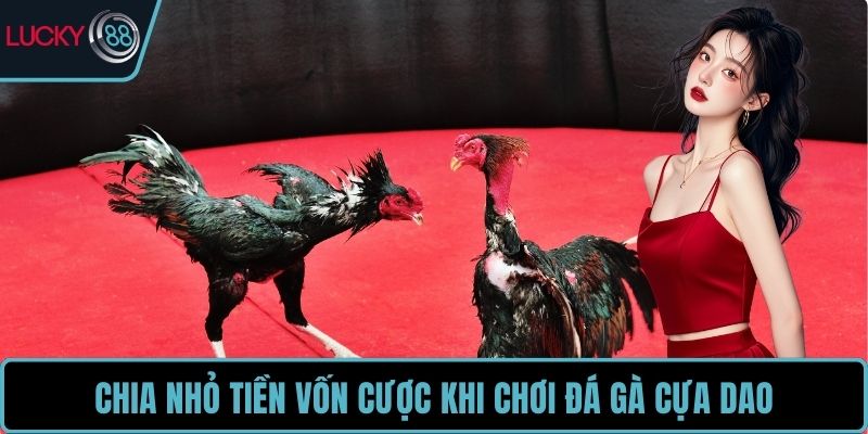 Chia nhỏ tiền vốn cược khi chơi đá gà cựa dao