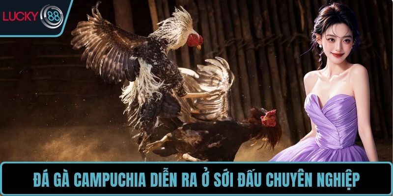 Đá gà Campuchia diễn ra ở sới đấu chuyên nghiệp