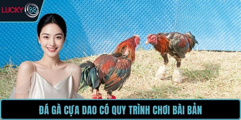 Đá gà cựa dao có quy trình chơi bài bản