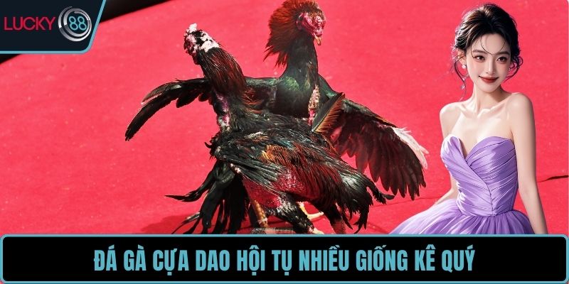 Đá gà cựa dao hội tụ nhiều giống kê quý