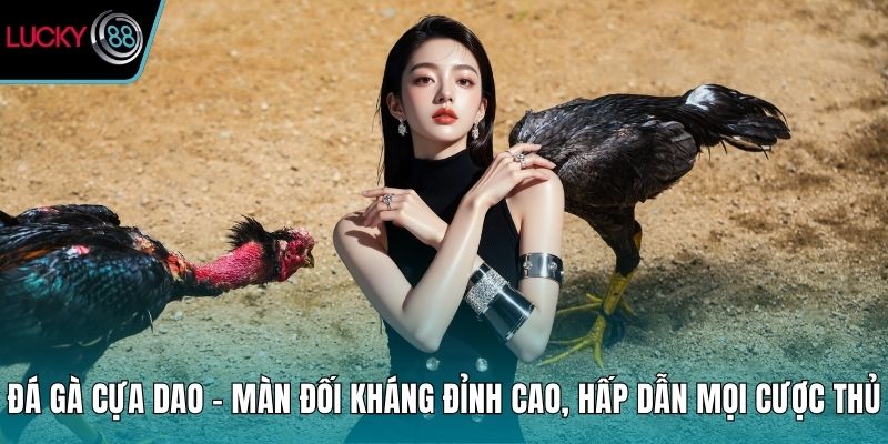 Đá gà cựa dao
