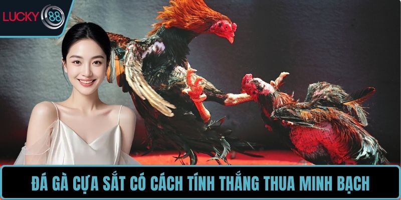 Đá gà cựa sắt có cách tính thắng thua minh bạch