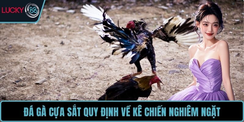 Đá gà cựa sắt quy định về kê chiến nghiêm ngặt