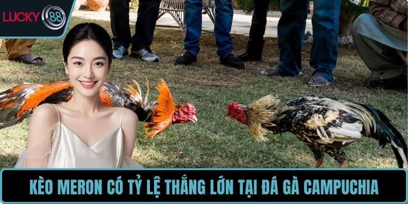 Kèo Meron có tỷ lệ thắng lớn tại đá gà Campuchia