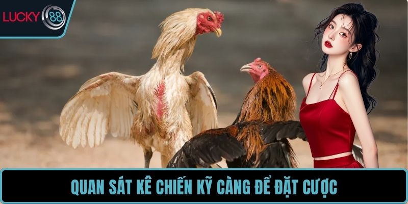 Quan sát kê chiến kỹ càng để đặt cược